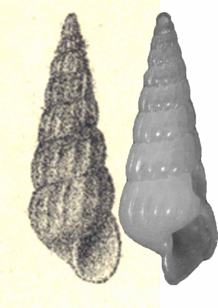 turbonilla pseudogradata?
